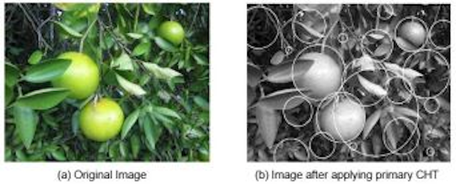Citrus Crop Yields