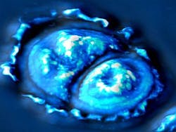 SLIM imaging makes cellular measurements SLIM imaging makes cellular measurements