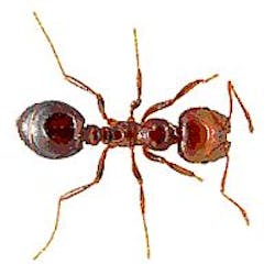 Near-infrared (thermal) cameras combat plague of fire ants by locating nests more quickly than people on foot Near-infrared (thermal) cameras combat plague of fire ants by locating nests more quickly than people on foot