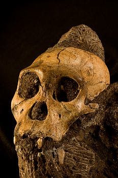 X-ray tomography images the skull and brain of MH1 Australopithecus sediba, an early human ancestor