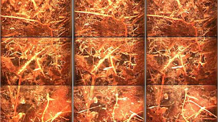 Researchers at the Oak Ridge National Laboratory are to use a system of minirhizotrons to examine the effects on elevated temperatures and levels of carbon dioxide on the roots of plants in wetlands