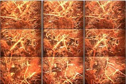 Researchers at the Oak Ridge National Laboratory are to use a system of minirhizotrons to examine the effects on elevated temperatures and levels of carbon dioxide on the roots of plants in wetlands Researchers at the Oak Ridge National Laboratory are to use a system of minirhizotrons to examine the effects on elevated temperatures and levels of carbon dioxide on the roots of plants in wetlands