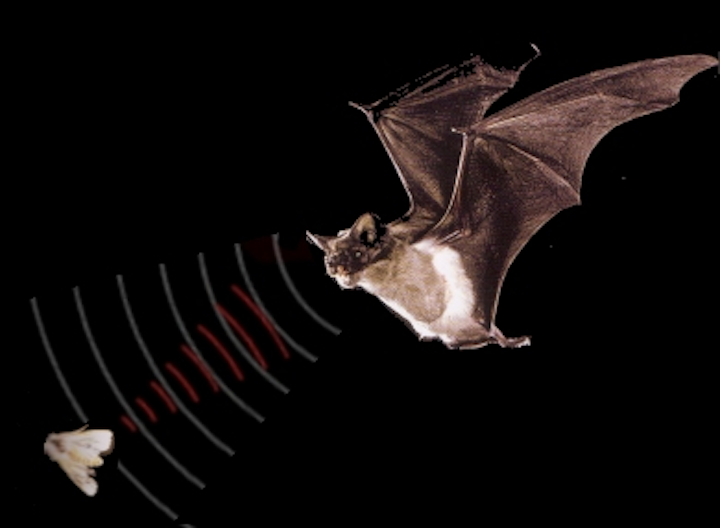 Scientists study bats for ultrasound improvements Vision Systems Design