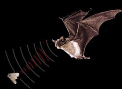 To identify what gives natural biosonar systems the edge over human-made technologies, professor Nathan Intrator of Tel Aviv University's Blavatnik School of Computer Science has teamed up with Brown University's (Providence, RI, USA) professor Jim Simmons to study bats' biosonar capabilities. To identify what gives natural biosonar systems the edge over human-made technologies, professor Nathan Intrator of Tel Aviv University's Blavatnik School of Computer Science has teamed up with Brown University's (Providence, RI, USA) professor Jim Simmons to study bats' biosonar capabilities.