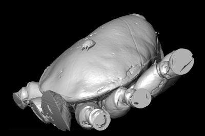Researchers at the University of Manchester and Humboldt University, Berlin have used x-ray CT scanning to produce 3-D images of a prehistoric mite