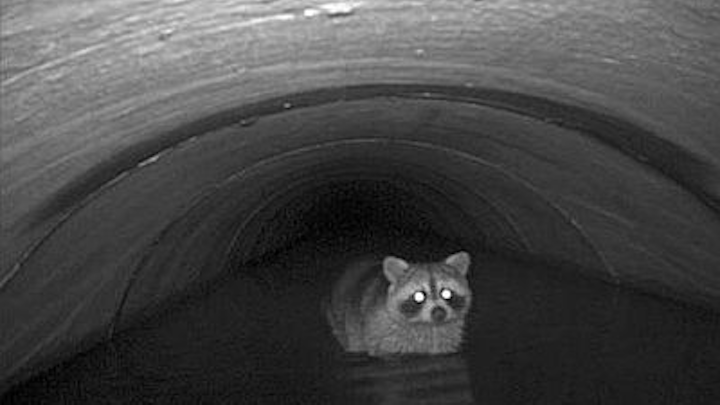 Appalachian Laboratory scientists are studying animal 'transit' patterns through underground storm drains using infrared motion-detecting cameras