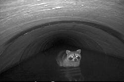 Appalachian Laboratory scientists are studying animal &apos;transit&apos; patterns through underground storm drains using infrared motion-detecting cameras