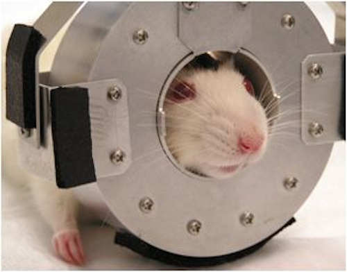 Startup SynchroPET is looking to commercialize a portable brain-imaging PET scanner that was invented by Brookhaven National Laboratory scientists.