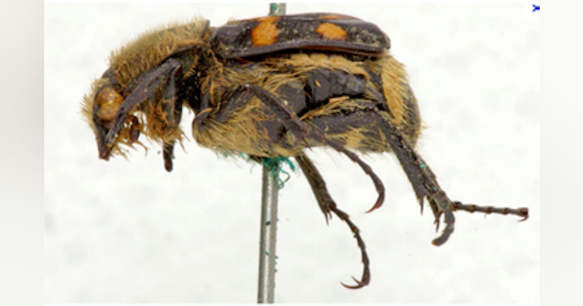 Imaging insects using robots | Vision Systems Design