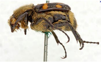 A proposed robotic system will automate the capture of 3-D images of insects.