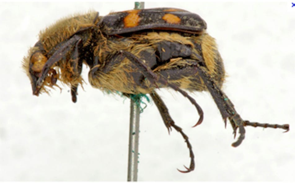 A proposed robotic system will automate the capture of 3-D images of insects.