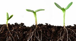 Image analysis software can automatically distinguish plant roots from other materials found in soil. Image analysis software can automatically distinguish plant roots from other materials found in soil.