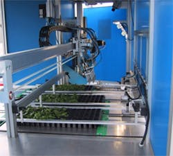 Vision system sorts out the plants Vision system sorts out the plants