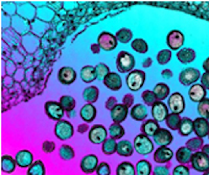 Scientists revolutionize electron microscope
