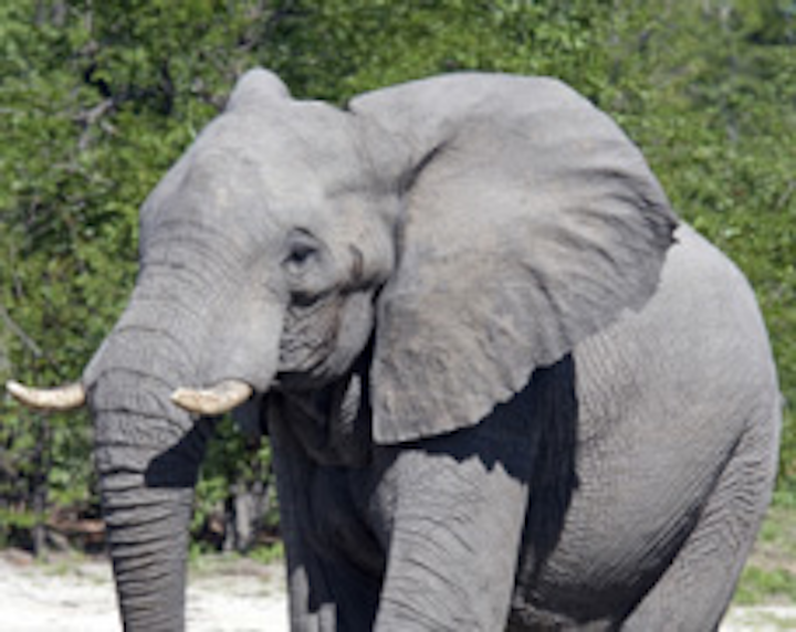 Bull elephants tracked on camera