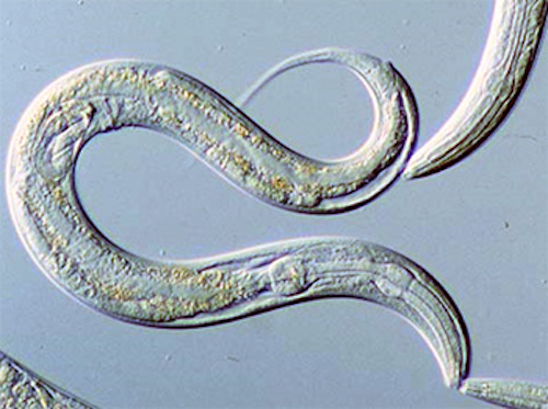 Flatbed scanner tracks worm characteristics