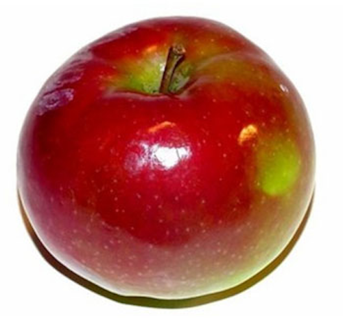 Neya Systems awarded contract for produce classification