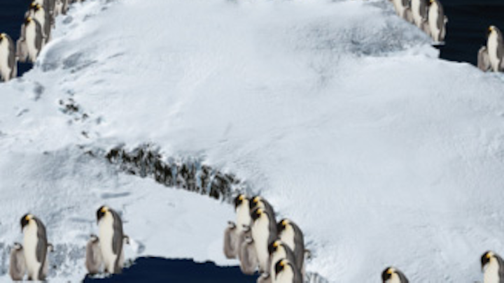 An international team of scientists has used satellite images to estimate the number of penguins at each colony around the coastline of Antarctica.