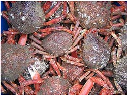 Underwater sled helps fishermen image the sea Underwater sled helps fishermen image the sea