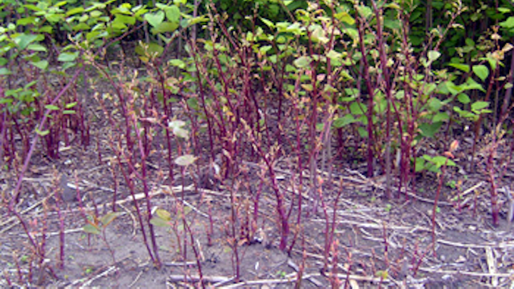 Smartphone app tracks invasive plants