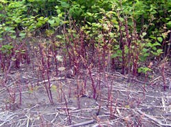 Smartphone app tracks invasive plants Smartphone app tracks invasive plants