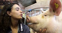 Vision system assesses the gait of pigs Vision system assesses the gait of pigs