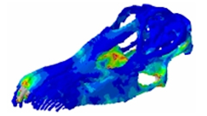 CT skull scanning reveals eating habits of dinosaurs