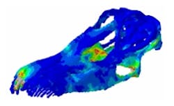 CT skull scanning reveals eating habits of dinosaurs CT skull scanning reveals eating habits of dinosaurs
