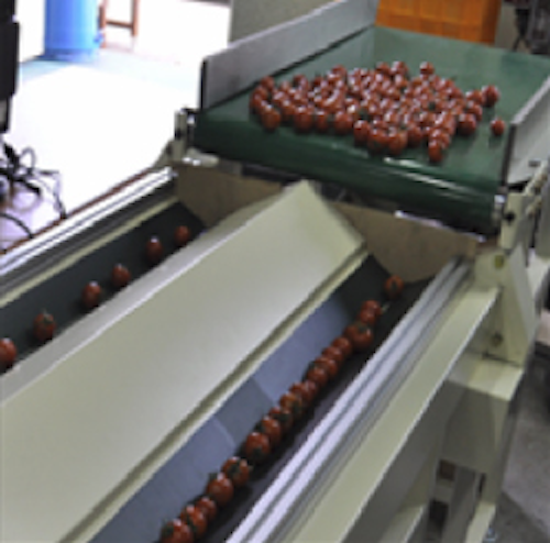 Cherry tomatoes sorted by vision