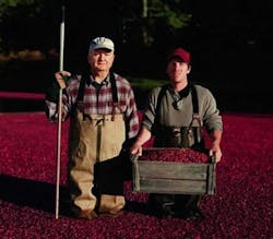 Cranberries sorted by vision system Cranberries sorted by vision system