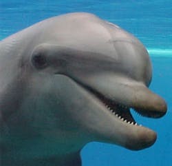 Identifying dolphins with software