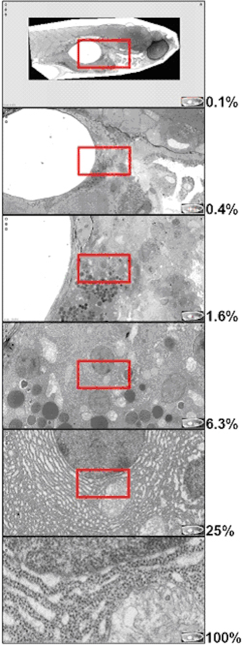 Software tool allows huge image datasets to be viewed on line