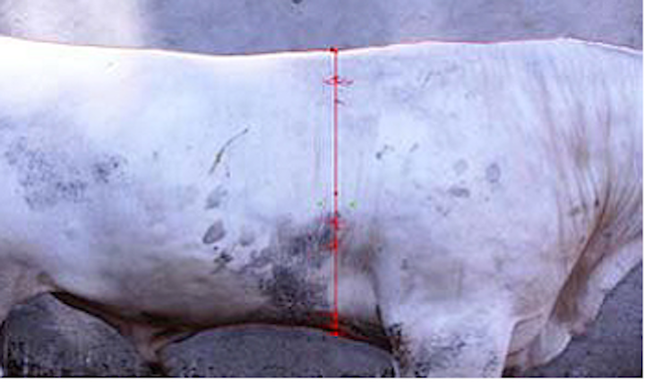 Measuring the live weight of cattle with vision