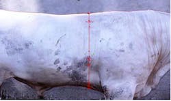 Measuring the live weight of cattle with vision Measuring the live weight of cattle with vision