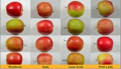 Sample-based identification software spots a Pink Lady Sample-based identification software spots a Pink Lady