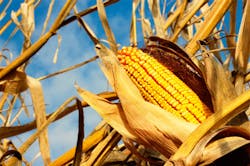 Near infrared spectroscopy determines the hardness of corn grains Near infrared spectroscopy determines the hardness of corn grains