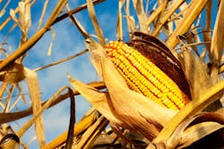 Near infrared spectroscopy determines the hardness of corn grains
