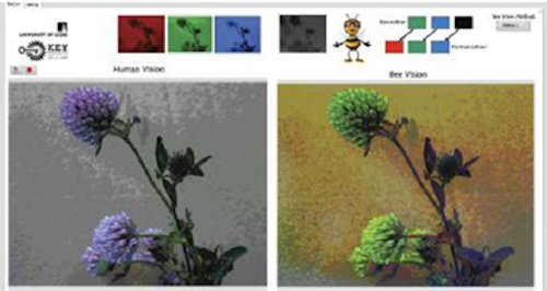 Dual camera system enables humans to see like bees