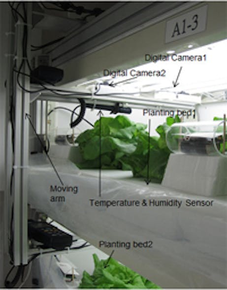 3-D vision system measures lettuce growth
