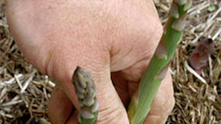 Asparagus harvested by robotic vision system