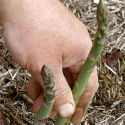 Asparagus harvested by robotic vision system