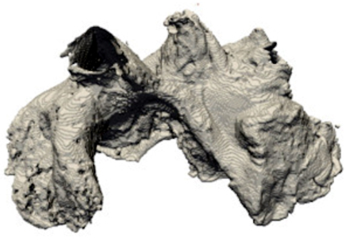 Sheep's heart reconstructed in 3-D