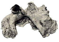 Sheep's heart reconstructed in 3-D Sheep's heart reconstructed in 3-D