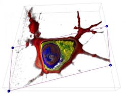 Living cells get imaged Living cells get imaged