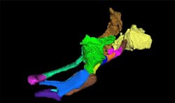 MIT system captures 3-D images of zebrafish larvae MIT system captures 3-D images of zebrafish larvae