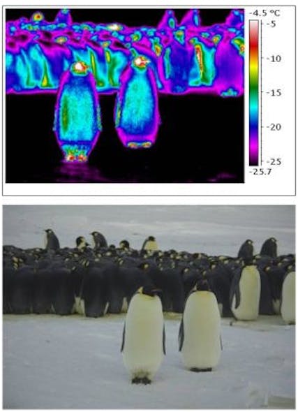 Thermal imaging helps researchers analyze body heat of penguins
