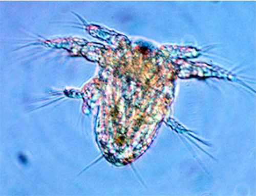 Researchers image the movement of copepods