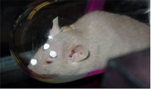 Mice brains imaged in 3-D