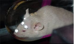 Mice brains imaged in 3-D Mice brains imaged in 3-D