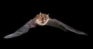 Content Dam Vsd Online Articles 2013 07 Bat Flights